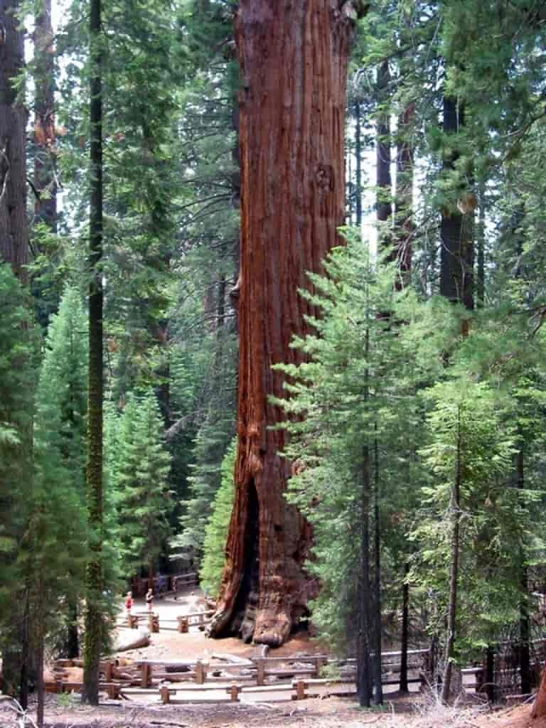 Sequoiadendron giganteum