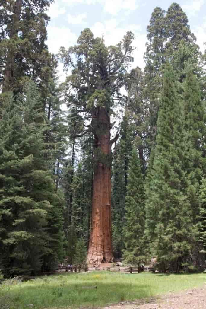 Sequoiadendron giganteum