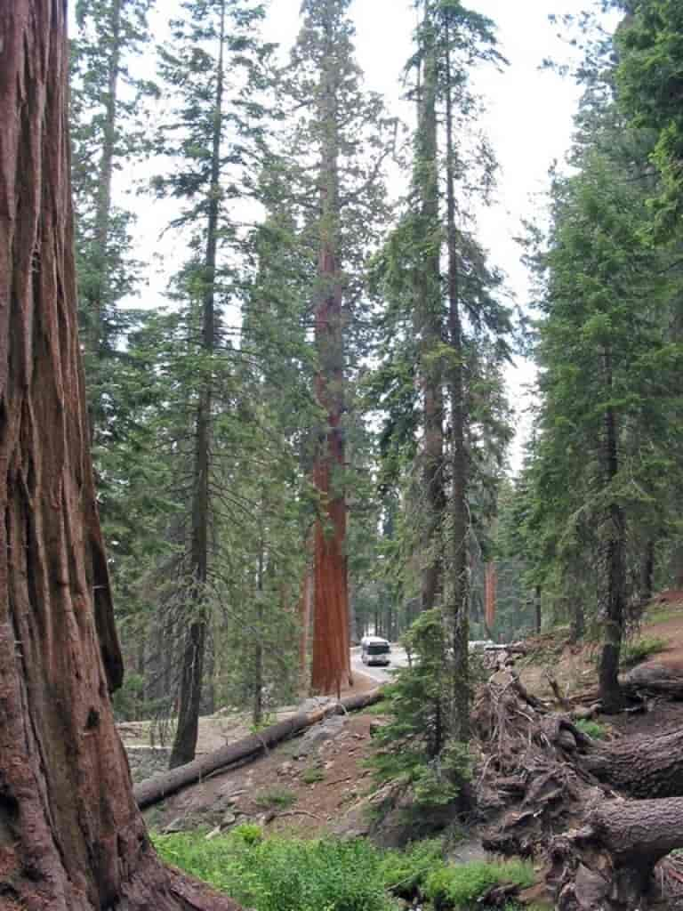 Sequoiadendron giganteum