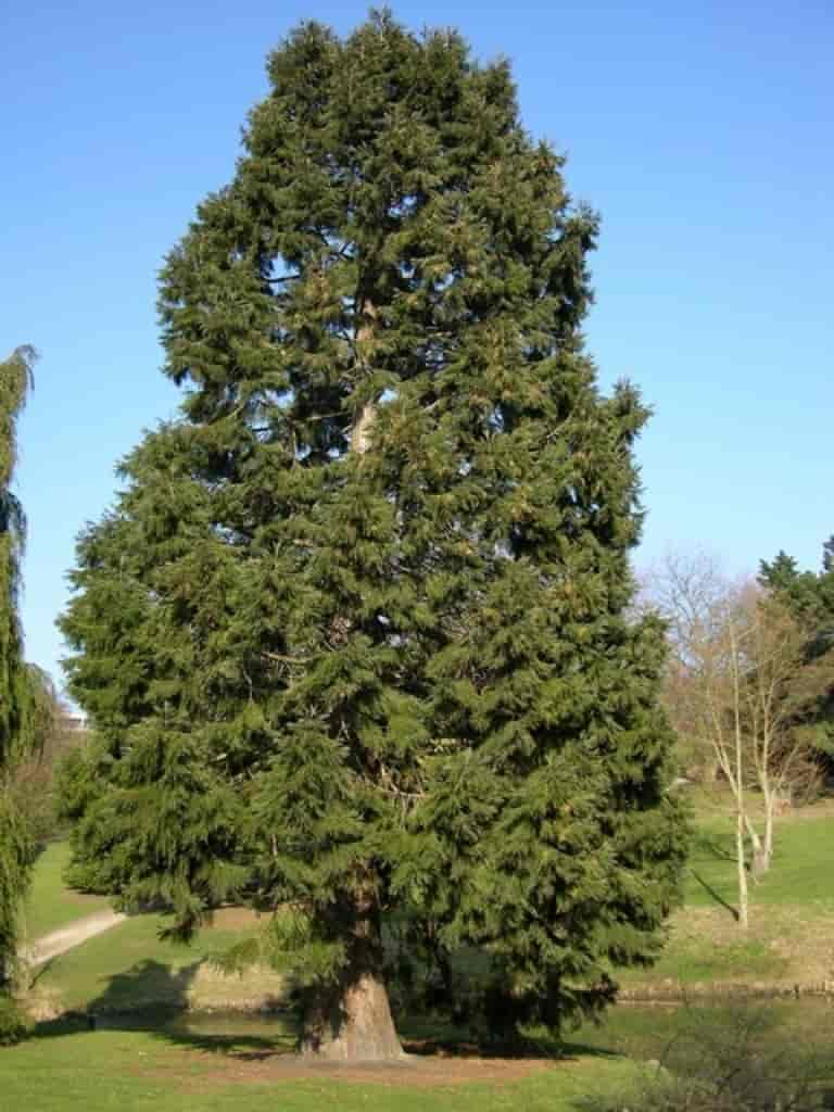 Sequoiadendron giganteum