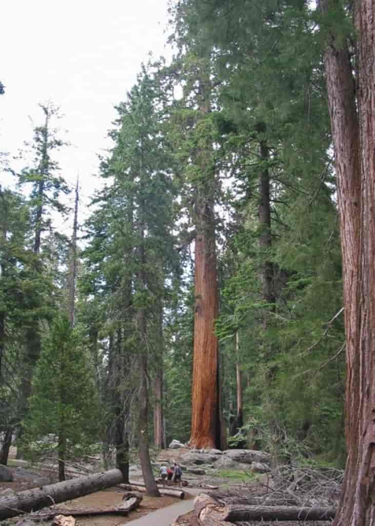 Sequoiadendron giganteum