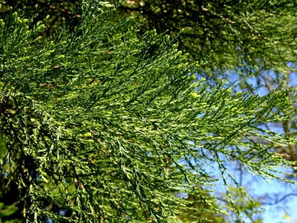 Sequoiadendron giganteum