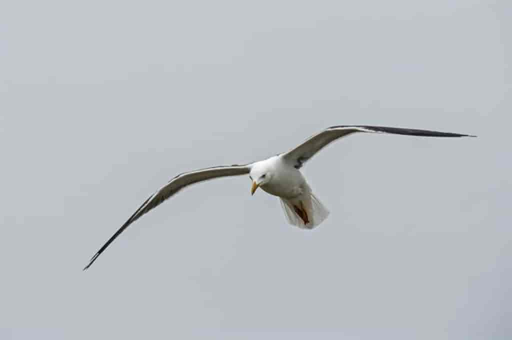 Larus fuscus