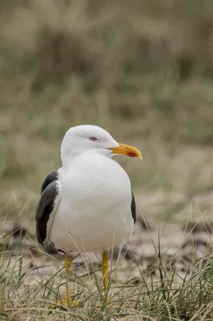 Larus fuscus