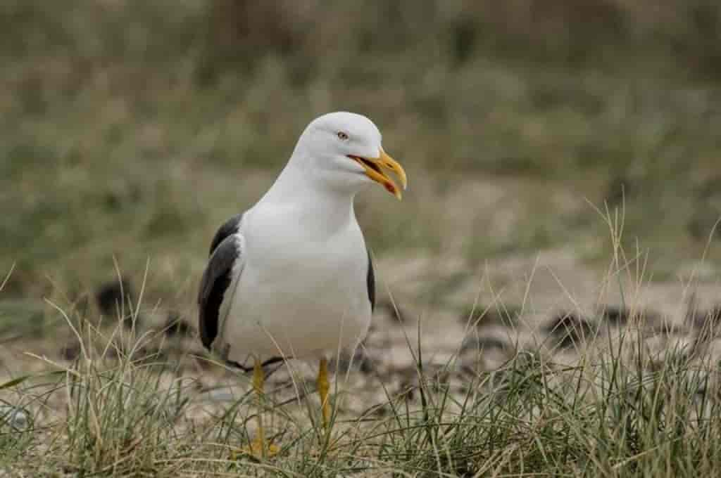 Larus fuscus