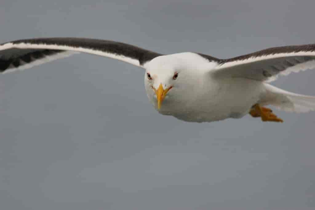 Larus fuscus