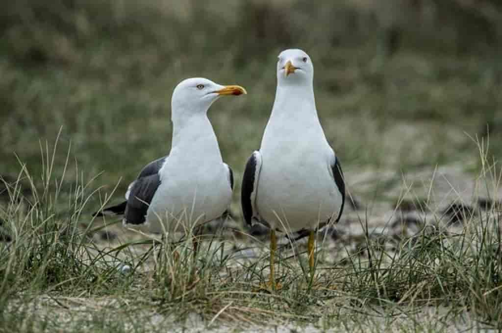 Larus fuscus