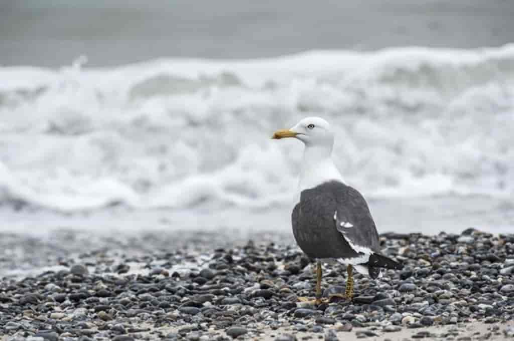 Larus fuscus