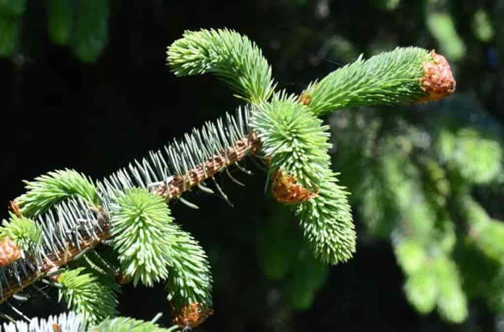 Picea sitchensis