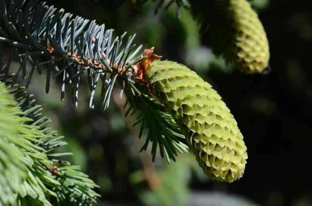 Picea sitchensis