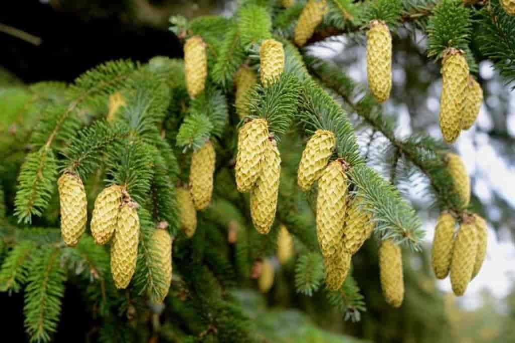 Picea sitchensis