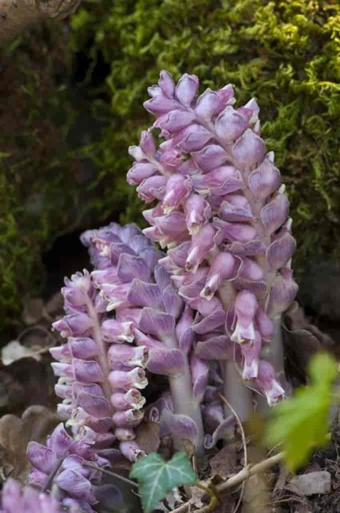 Lathraea squamaria