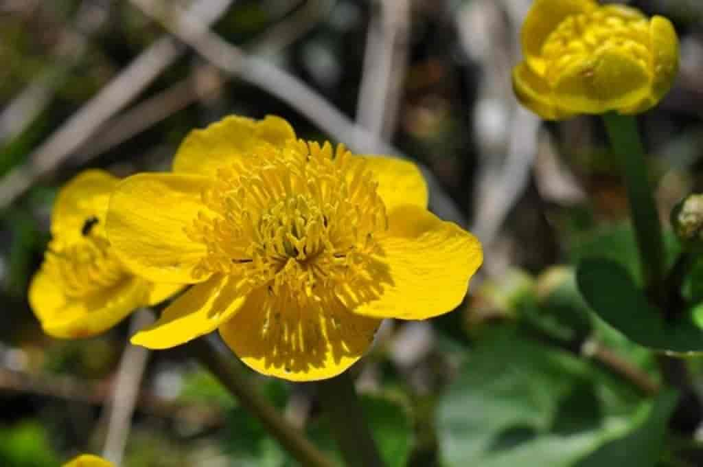 Caltha palustris