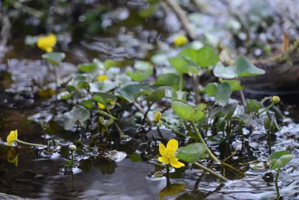 Caltha palustris var. radicans