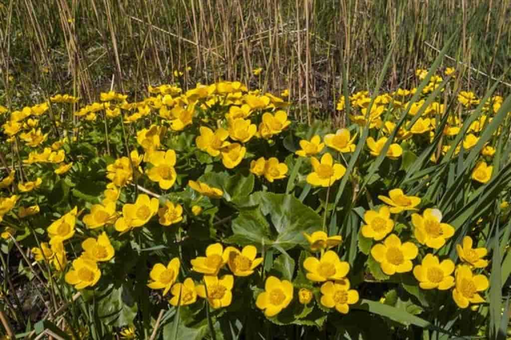 Caltha palustris