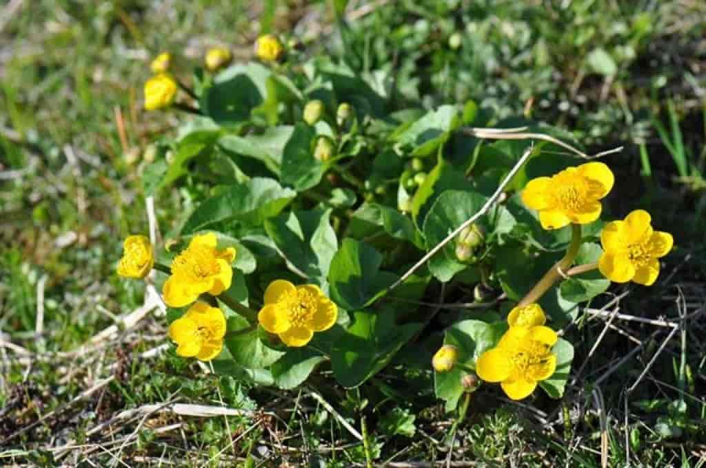 Caltha palustris