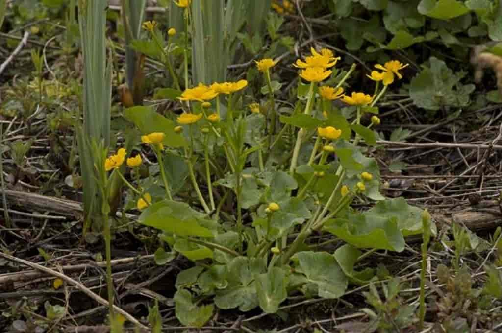 Caltha palustris