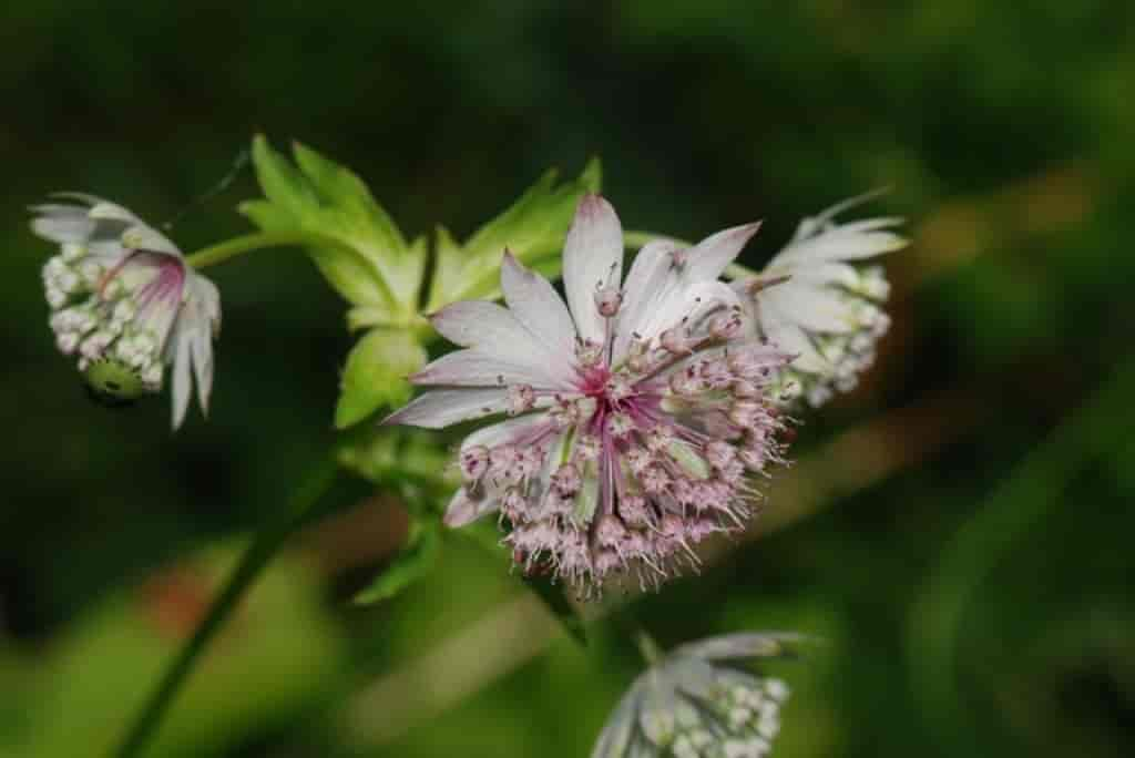 Astrantia major