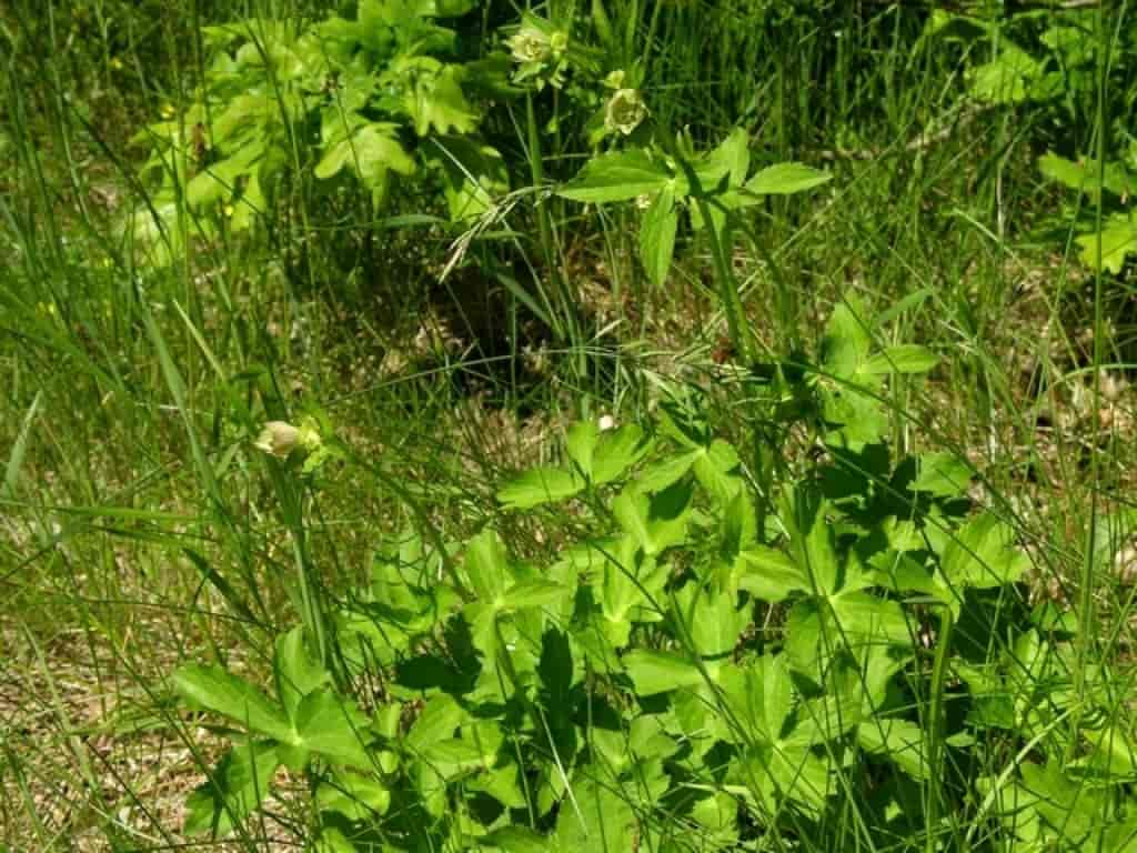 Astrantia major