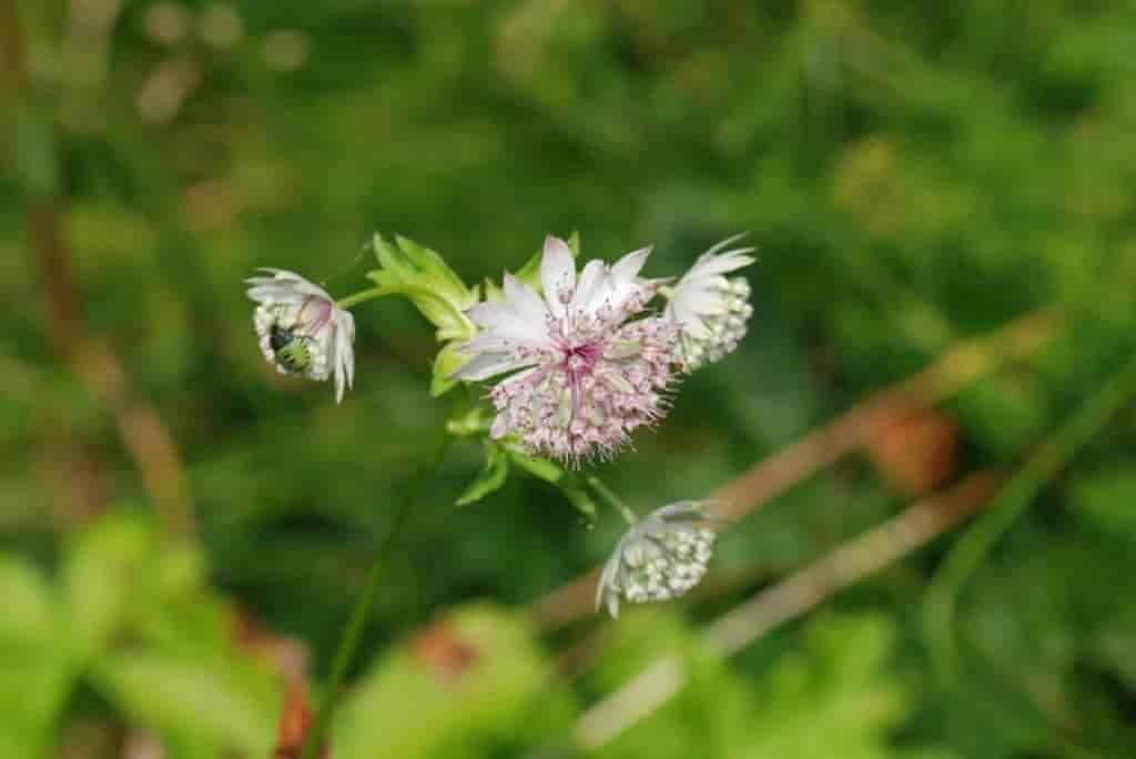 Astrantia major