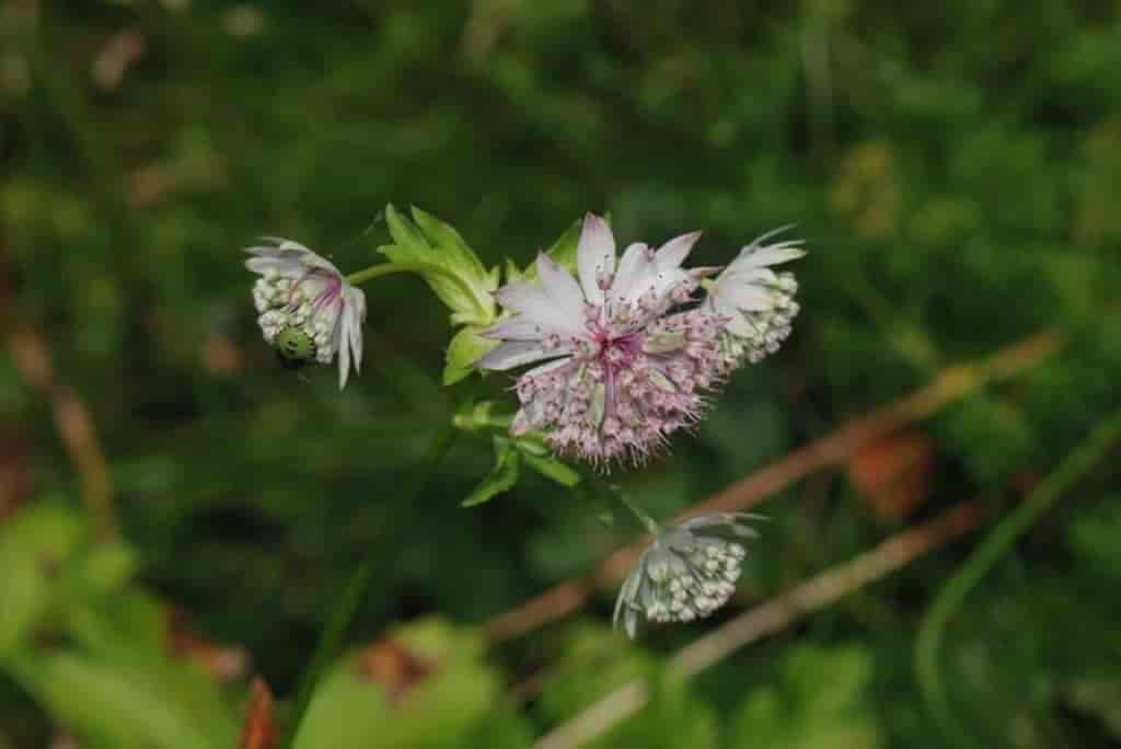 Astrantia major