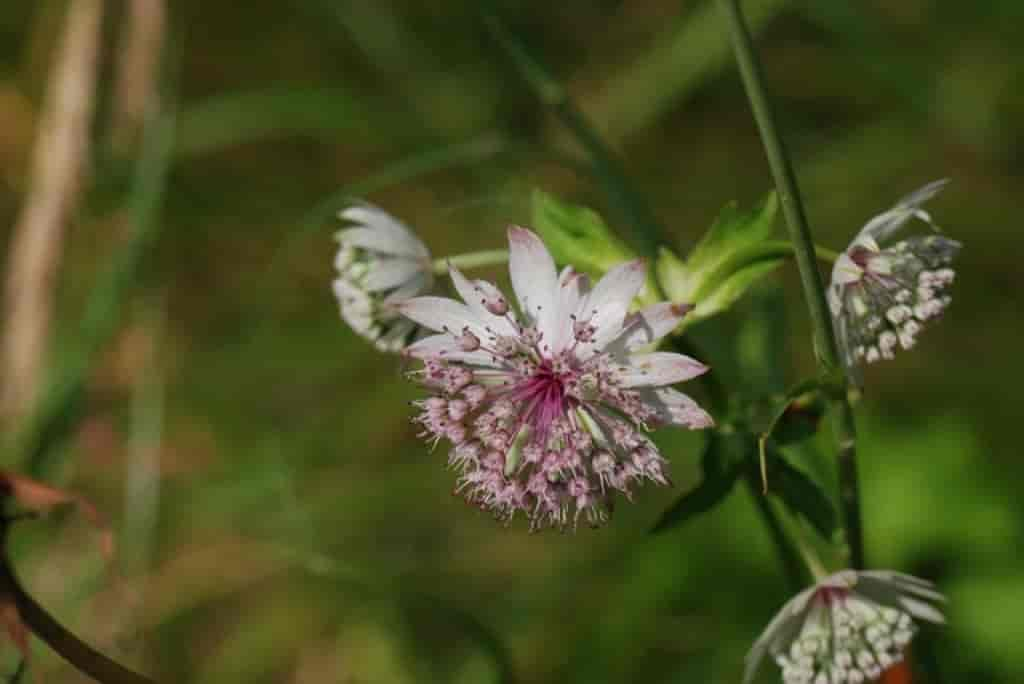 Astrantia major