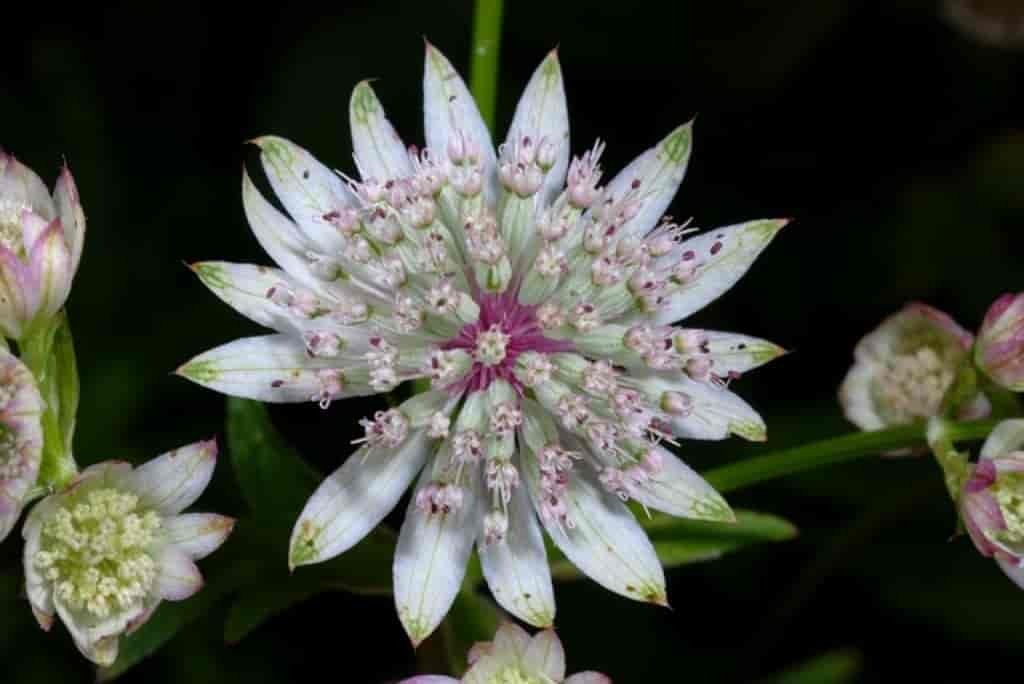 Astrantia major