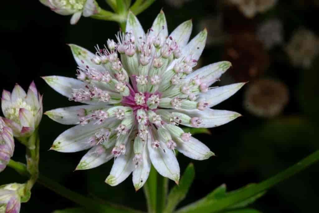 Astrantia major