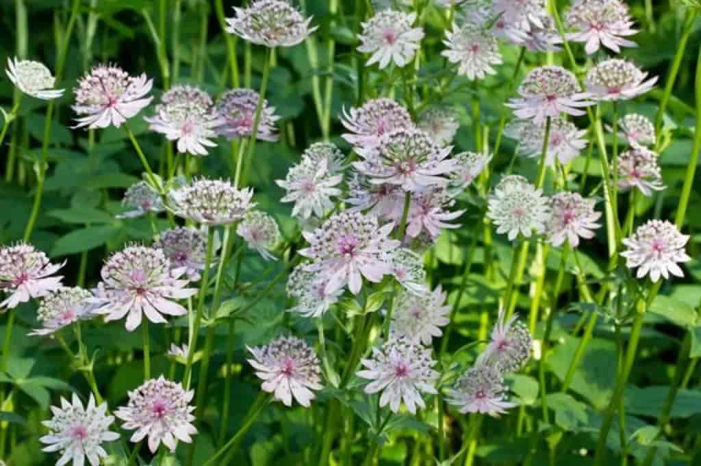 Astrantia major