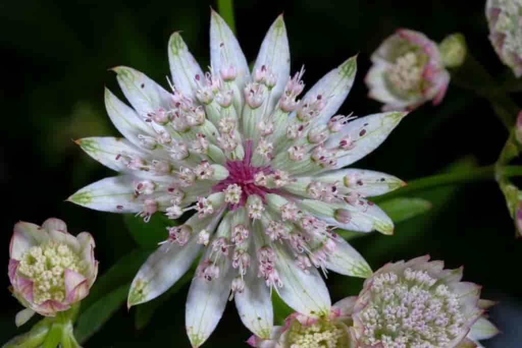 Astrantia major