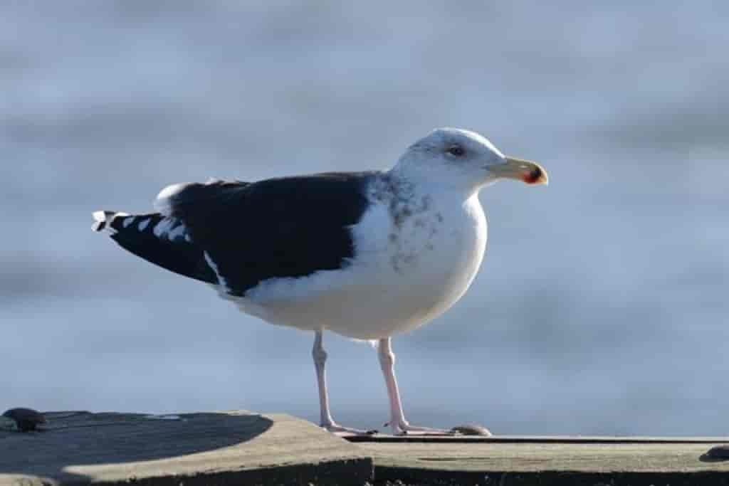 Larus marinus