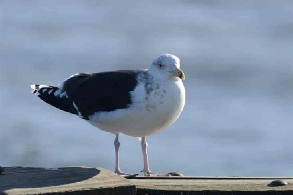 Larus marinus