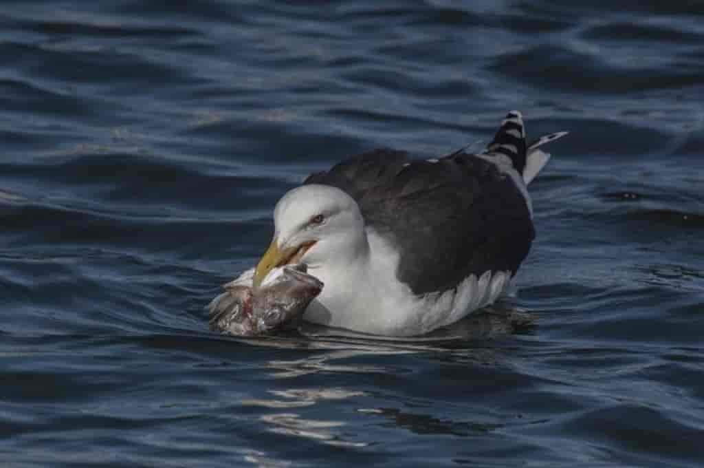 Larus marinus