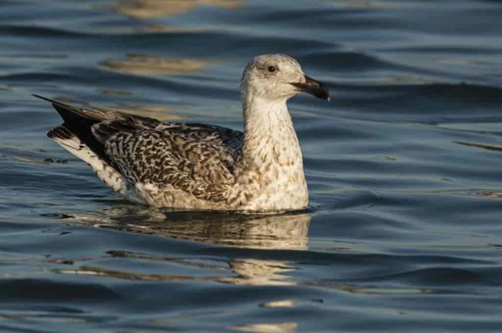 Larus marinus