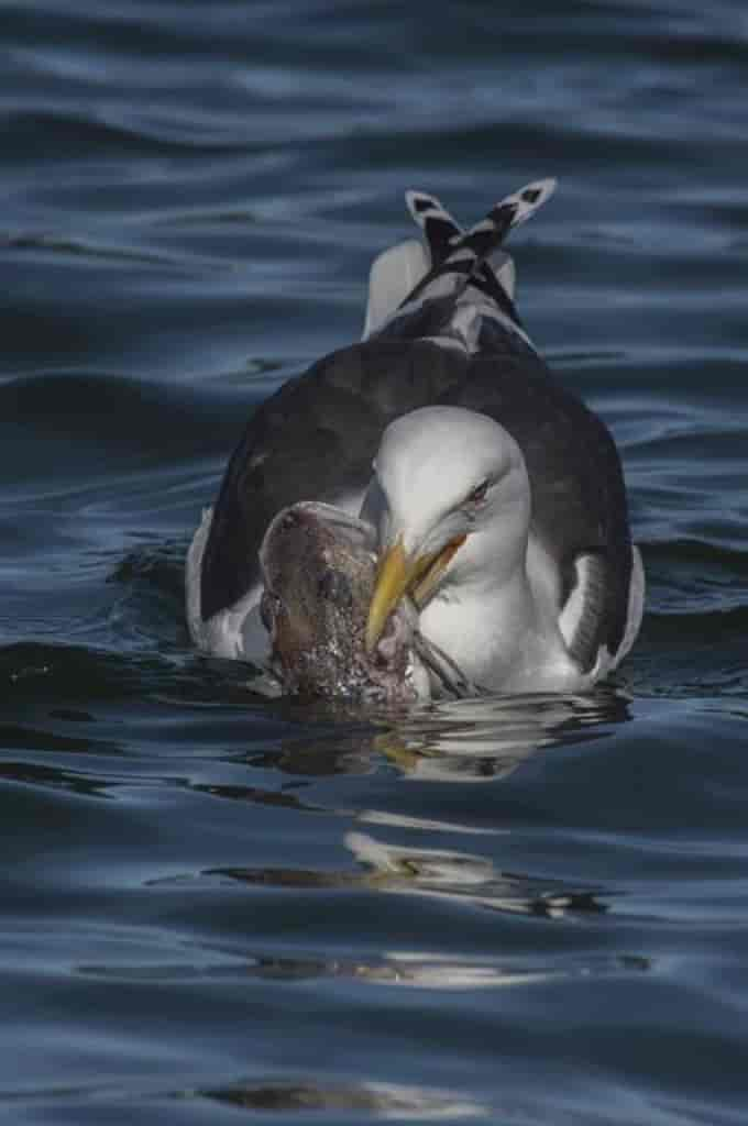 Larus marinus