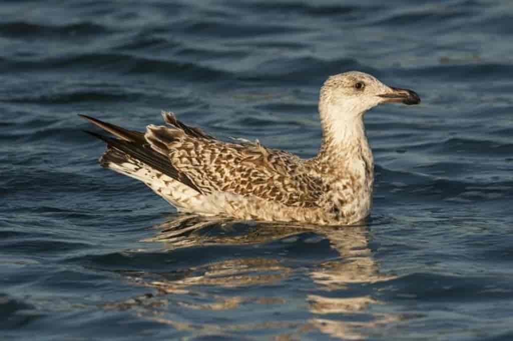 Larus marinus