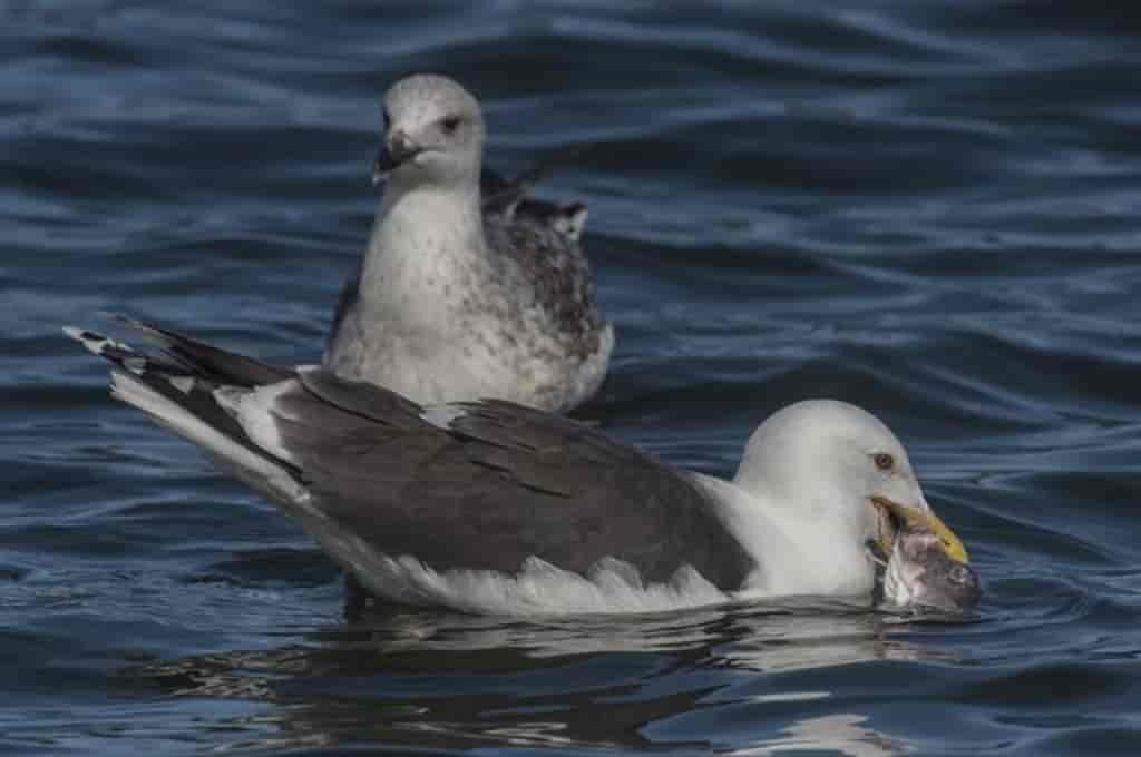 Larus marinus