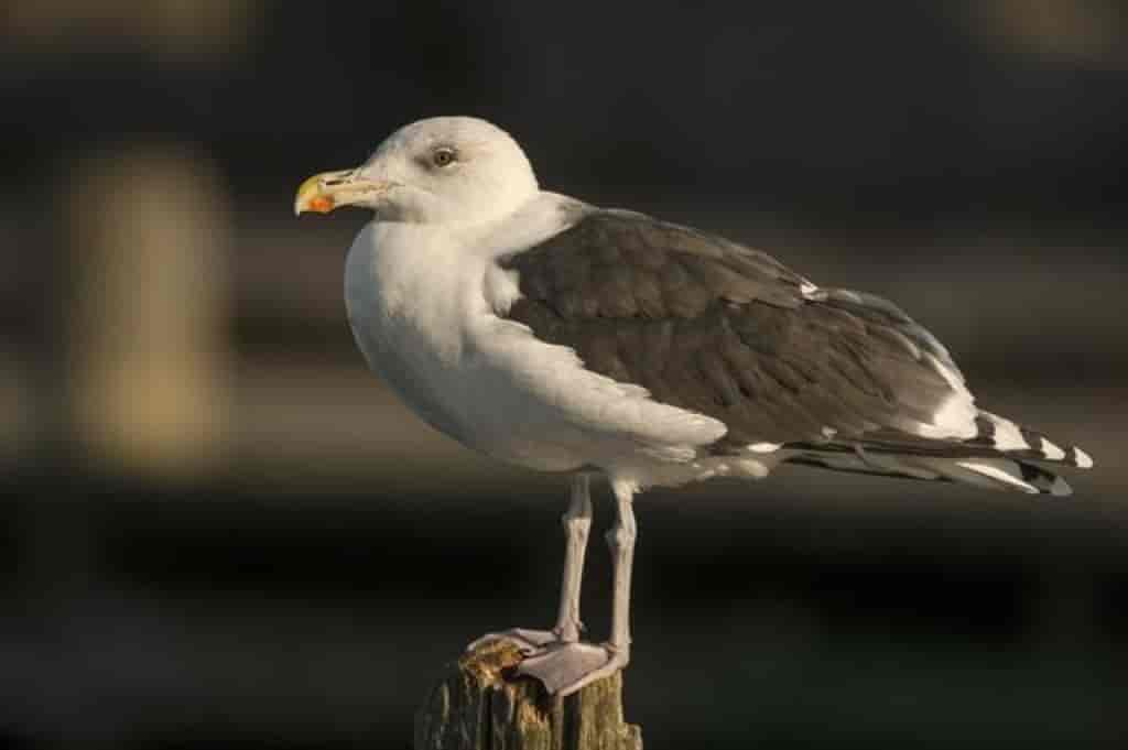 Larus marinus