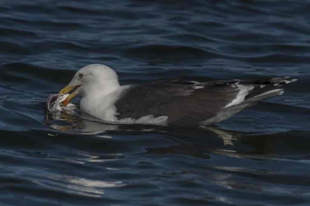 Larus marinus