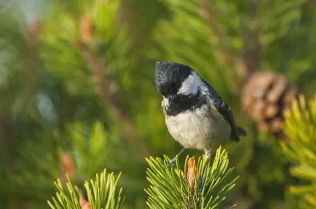 Parus ater