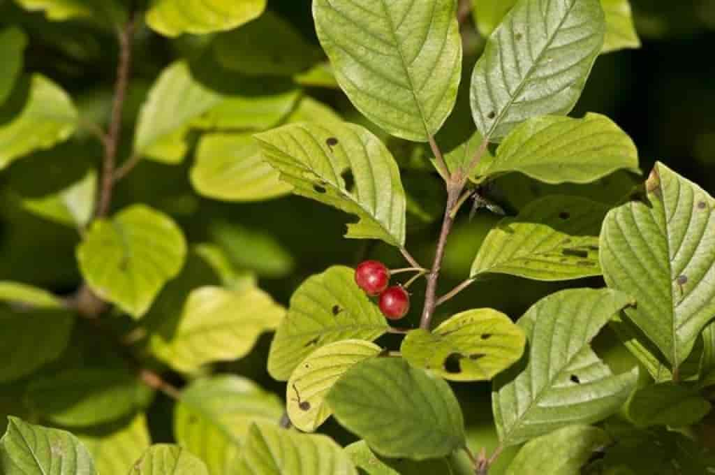 Frangula alnus