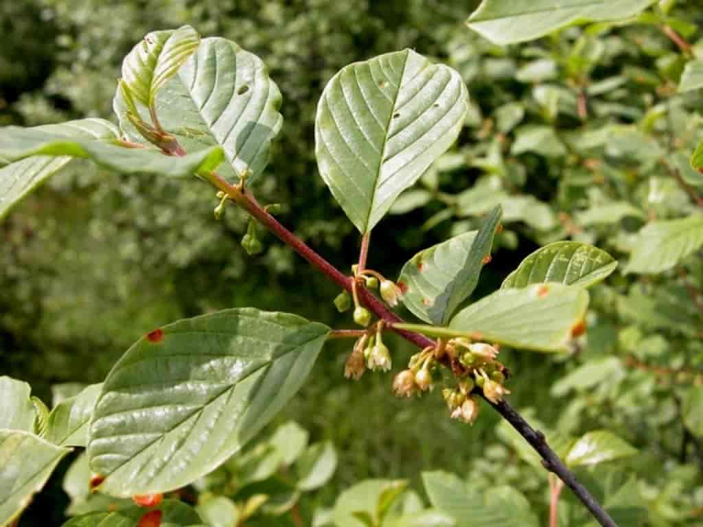 Frangula alnus