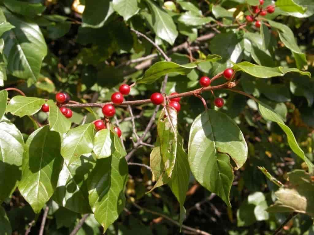 Frangula alnus