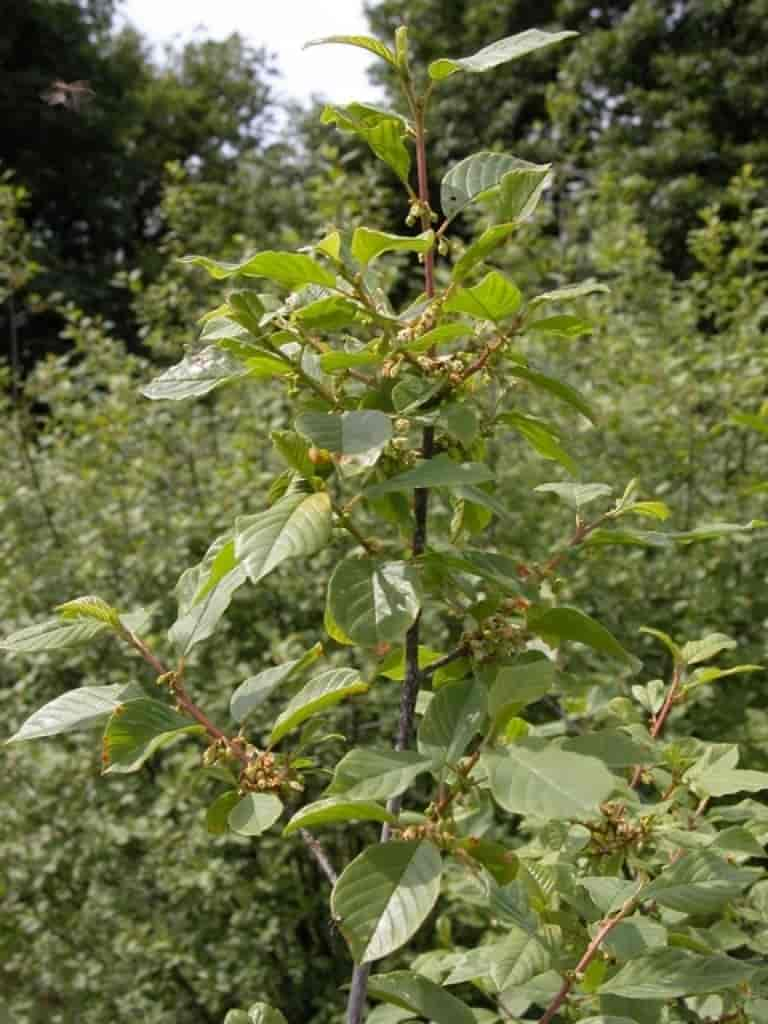 Frangula alnus