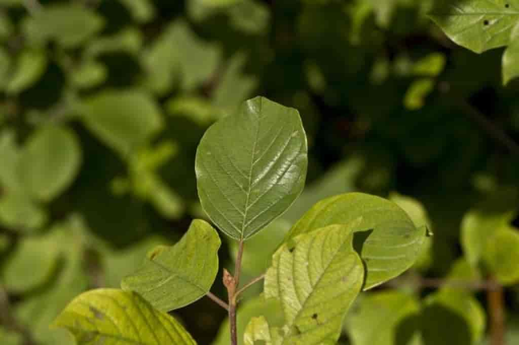 Frangula alnus