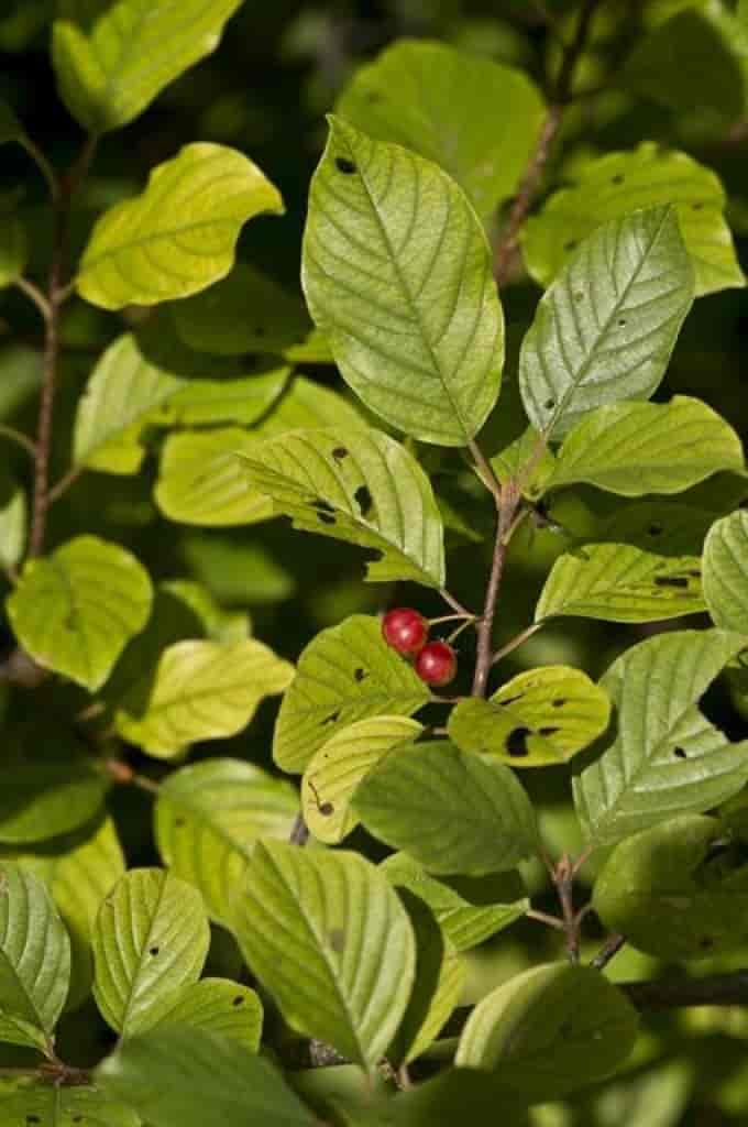 Frangula alnus