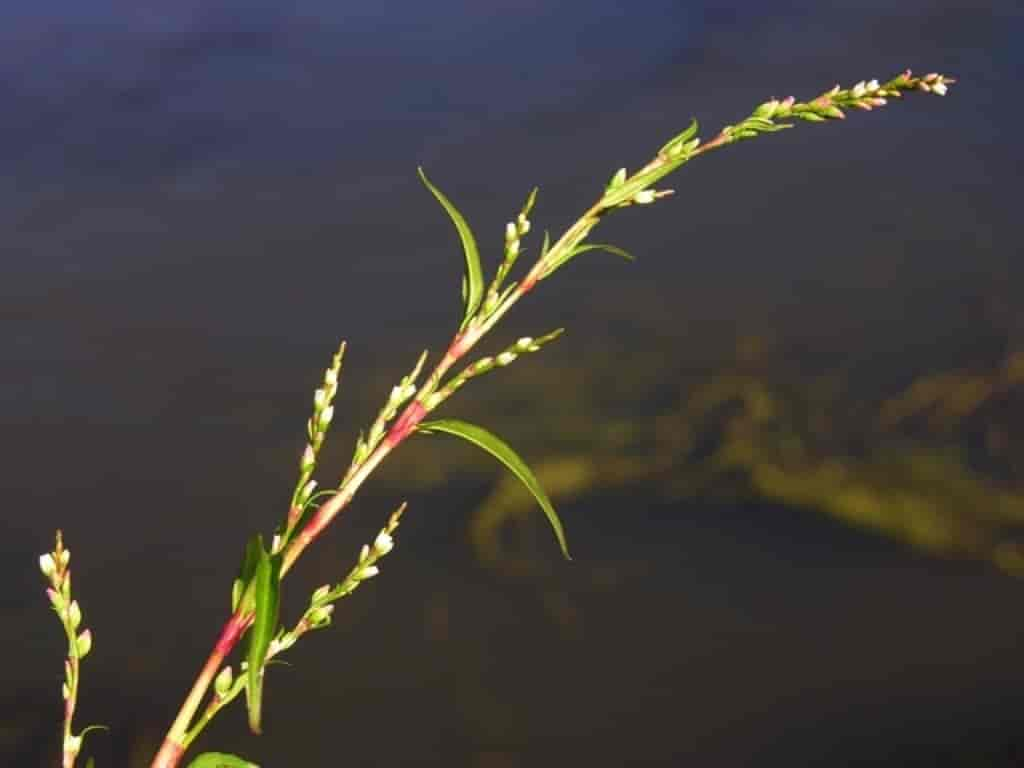 Persicaria hydropiper