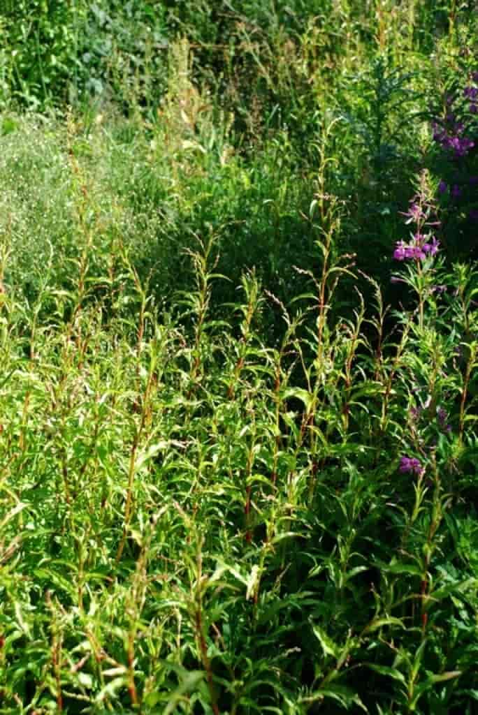 Persicaria hydropiper