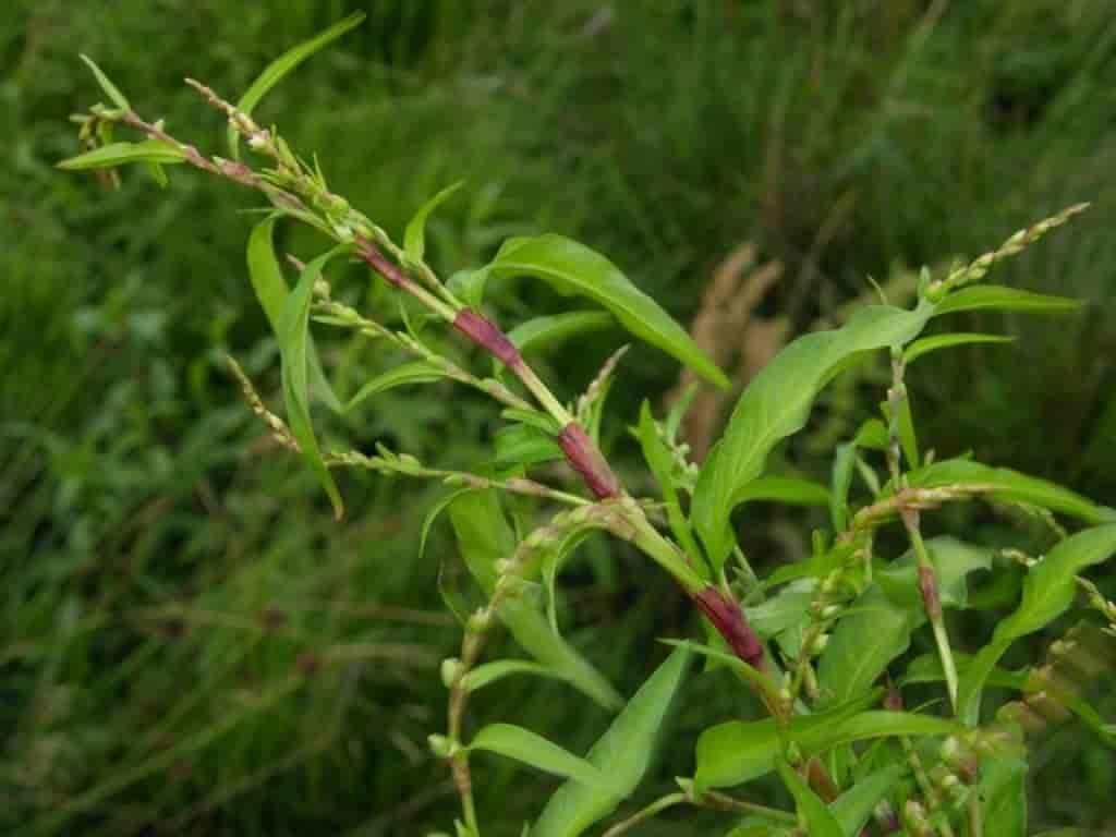 Persicaria hydropiper