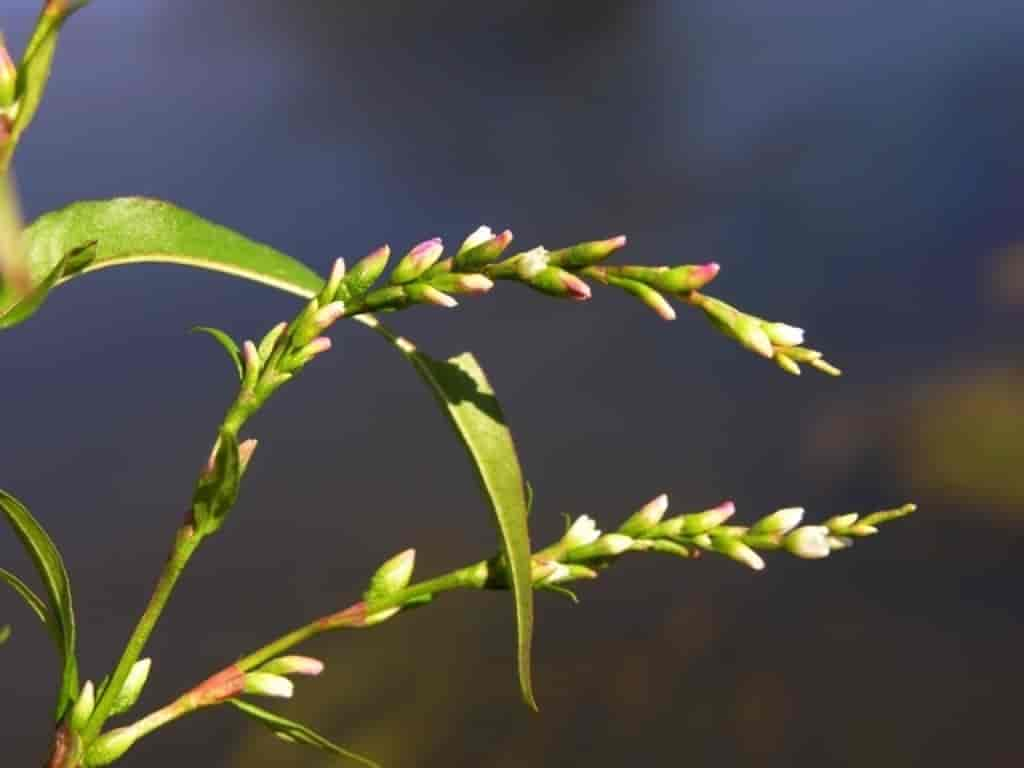 Persicaria hydropiper